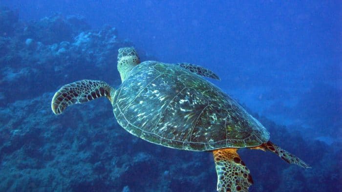 Tortue Verte